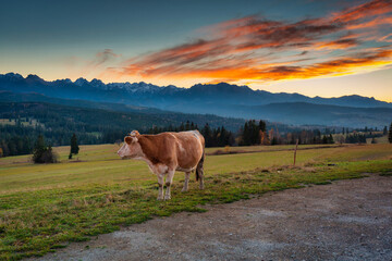 A cow under the Tatra Mountains at sunset. The pass over Lapszanka in Poland.