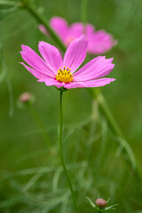 Obraz premium コスモス畑 秋のイメージ