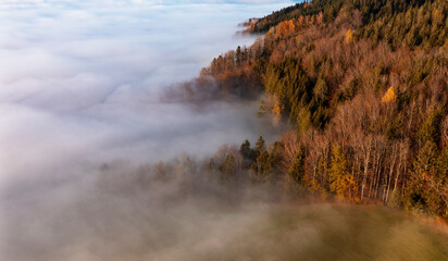 Drone view of edge of autumn forest shrouded in thick morning fog