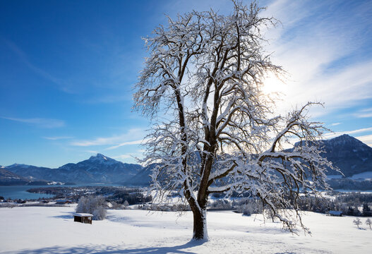 Austria, Upper Austria, Mondsee, Snowy landscape of Salzkammergut with bare tree in foreground and Schafberg mountain in background