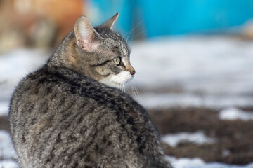 Friendly cat looks away. Portrait of a gray kitten. Animals in the city in spring.