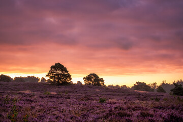 Two trees stand on a hill in the purple flowering heather during the sunrise in the Netherlands