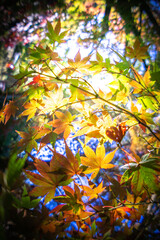 紅葉　秋のイメージ