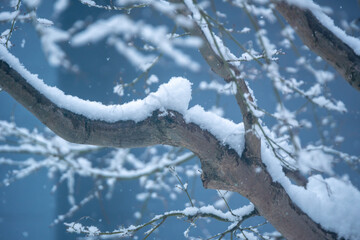木の枝に積もる雪　冬のイメージ
