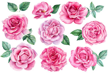 Set of beautiful flowers. Roses, buds and leaves on a white background, watercolor painting, floral elements