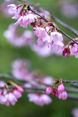 桜の花　春のイメージ