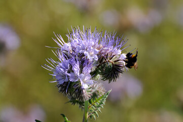 Phacelia