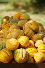 Fruit yellow ripe melon in the field after harvest. Ecological products and agriculture