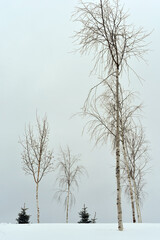 Winter foggy landscape with birches