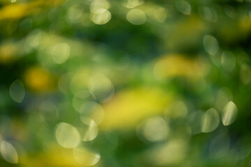 Abstract green leaf background in bokeh
