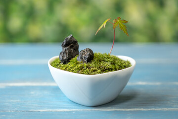 苔盆栽　和風イメージ
