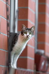 Bauernhofkatze steht auf der Fensterbank und schaut nach drau&szlig;en