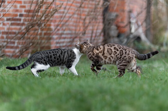 zwei Katzen begr&uuml;&szlig;en sich im Garten