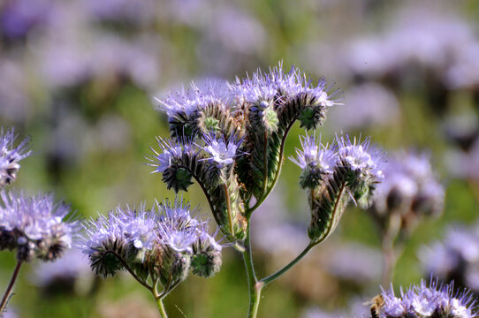 Phacelia
