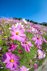 コスモスの鼻　秋のイメージ