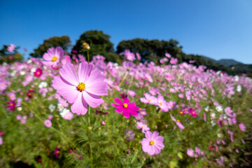 コスモスの鼻　秋のイメージ