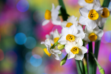 Fototapeta premium 水仙の花 室内スタジオ撮影