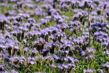 Phacelia