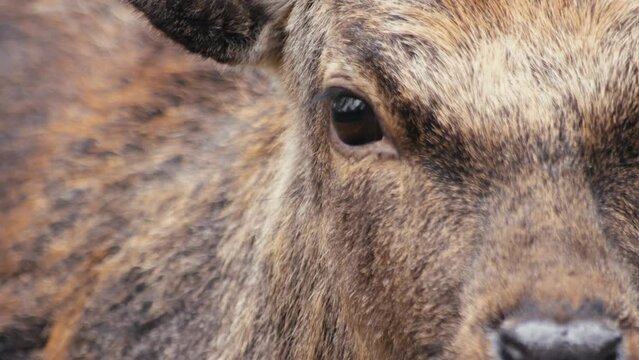 closeup deer in the forest
