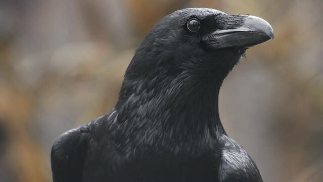 Raven in the wildlife Nature