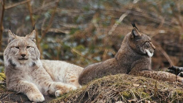 Lynx in wildlife Nature in the forest