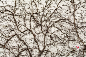 White painted brick wall covered with dry vines, Damme, Belgium (there ia a small “No Bicycle”...