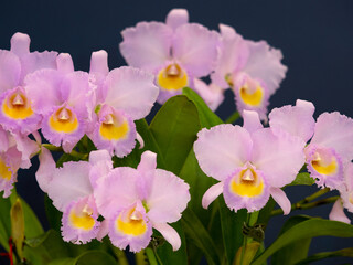 Fototapeta premium 洋ランの花 カトレア