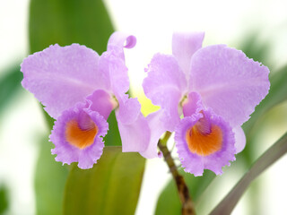 洋ランの花　カトレア