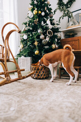 Curious dog looking for something in a basket with Christmas toys at home.