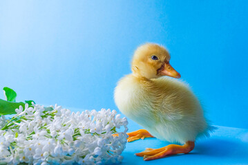 A small yellow duck on a blue background with a lilac branch. Easter and spring holiday.