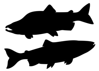 Pink salmon and salmon in a set. Vector image.