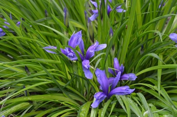 Blooming dwarf iris, scientific name Iris ruthenica subsp. brevituba
