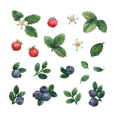 Watercolor hand painted set with blueberry, strawberry and flowers. Summer floral illustration isolated on white background.