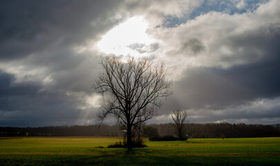 A tree against a dramatic cloudy sky