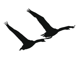 Grafika wektorowa przedstawiająca dwa łabędzie w locie utworzona poprzez wyizolowanie z fotografii zarysów zwierząt i zastosowanie czarnego wypełnienia.