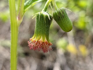 Sintrong plants (Crassocephalum crepidioides) grow wild in the tropical climate of Borneo