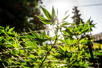 Growing marijuana using the scrog method. Scrogging marijuana for medical use. Marijuana leaves reach for the sun