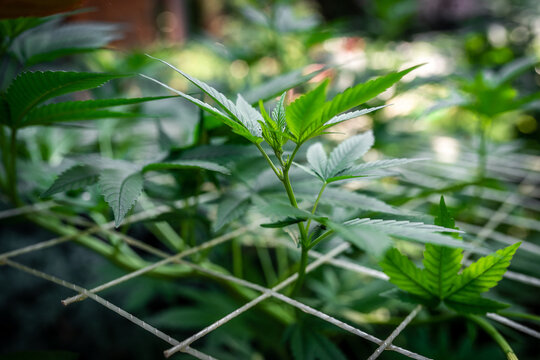 Growing marijuana using the scrog method. Scrogging marijuana for medical use