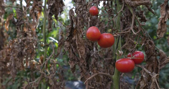 Close-up panning view of tomato crops decimated by an invasive tomato leaf miner moth