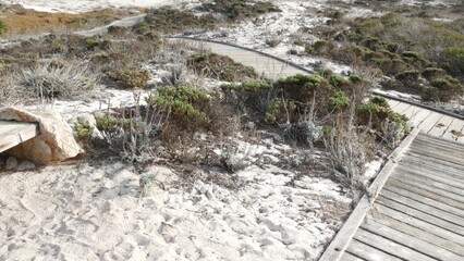 Wooden boardwalk trail, coastal sand dunes in Monterey, 17-mile drive nature, California USA. Footpath, walkway or footway from planks for trekking in wilderness. Tourist route, hiking and ecotourism.