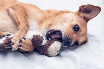 Close-up of mixed-breed female dog lying on a white bed playing with a stuffed toy between her paws and opening the mouth to bite it