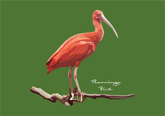 Vector Illustration of Flamingo, Bird