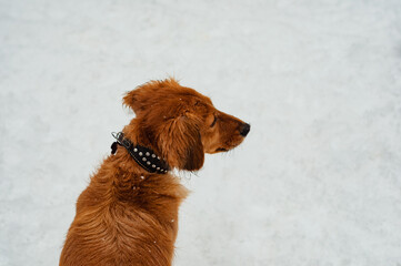 Dog dachshund longhair in winter outdoors from behind