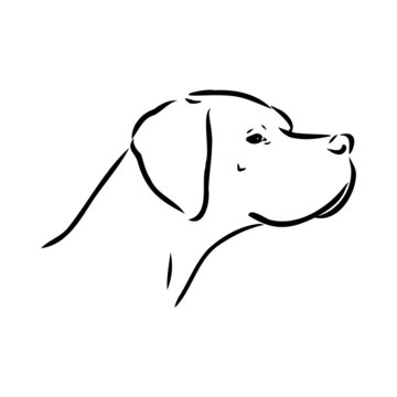 Dog Hand Drawn. Pointer. Vector illustration isolated