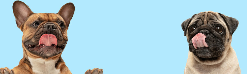Art collage made of funny dogs different breeds posing isolated over blue studio background. Pug and French bulldog