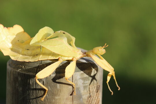 le phasme feuille