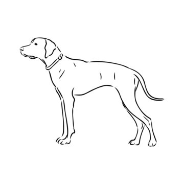 Dog Hand Drawn. Pointer. Vector illustration isolated