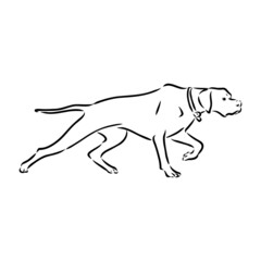 Dog Hand Drawn. Pointer. Vector illustration isolated