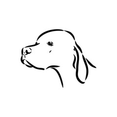 Dog Hand Drawn. Pointer. Vector illustration isolated