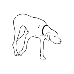 Dog Hand Drawn. Pointer. Vector illustration isolated